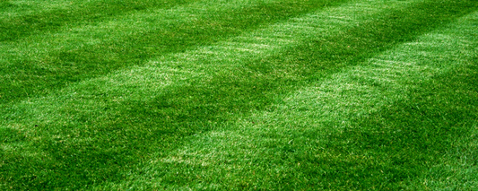 Tips For Fertilizing Your Lawn in the Summer