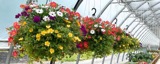 How to Keep Your Flower Containers Vibrant and Beautiful this Summer