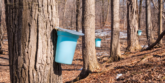 How to make maple syrup - maple tapping - homemade maple syrup - ontario maple syrup - winter family tradition - fresh maple syrup -