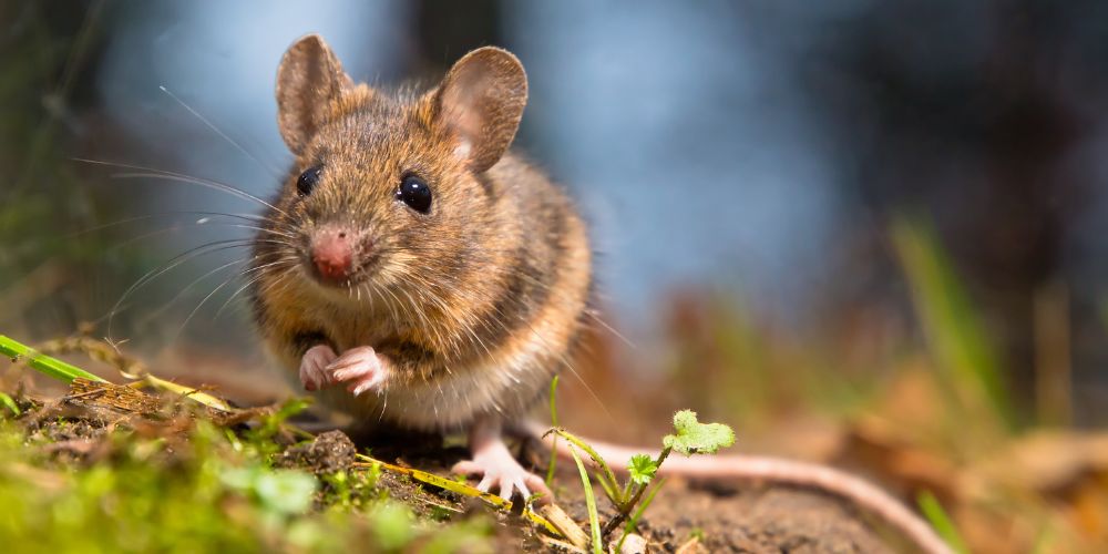 mouse in the grass