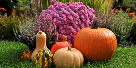 fall pumpkin display with pink mums