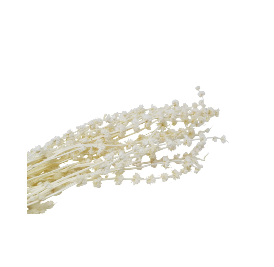Bunch fo Dried White Grass
